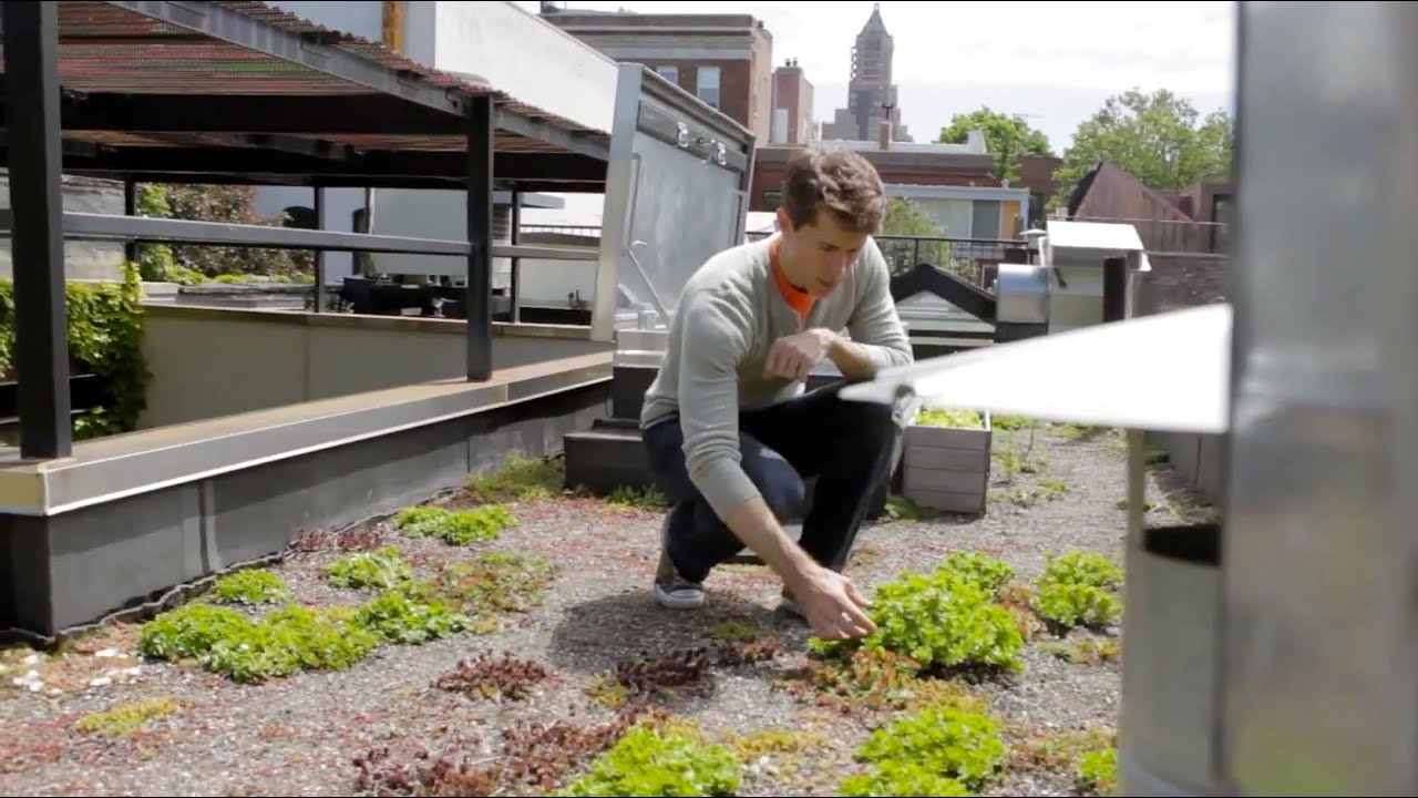 Humus rooftop garden - Urban Gardener video