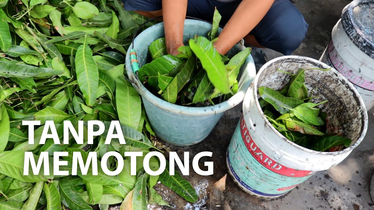Cara membuat kompos dari daun TANPA dipotong-potong dulu