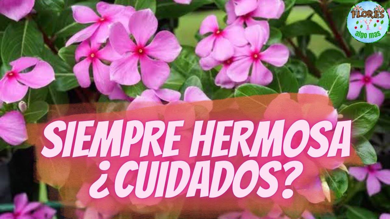VINCA(teresita) CUIDADOS Y TODO PARA  TENERLA HERMOSA Y SIEMPRE FLORECIENDO