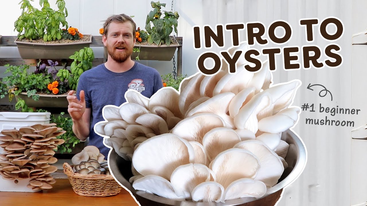 New to growing oyster mushrooms? Start here!