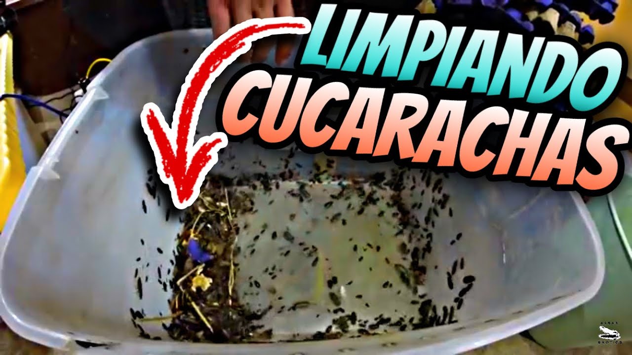 Así Es La Limpieza de Rutina Para Mis Cucarachas!!! (alimento para reptiles)