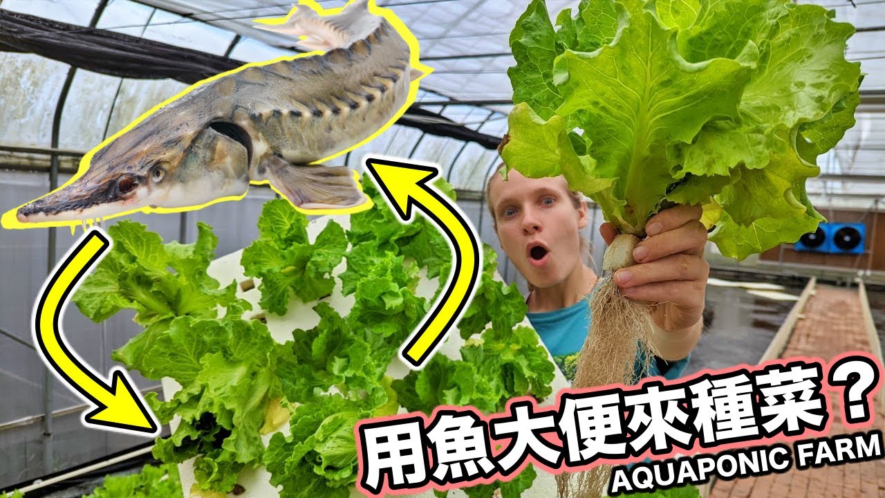 花七年2000萬才完成的魚菜共生農場！🐟  能養鱘龍魚還能種生菜！Took 7 Years And 20 Million To Build This Aquaponic Farm