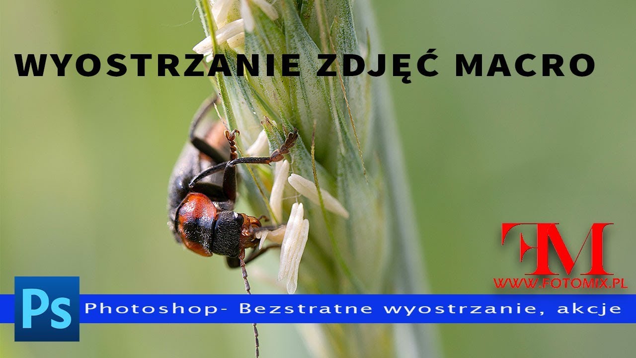 Bezstratne wyostrzanie zdjęć macro w Photoshop - Kurs Photoshop