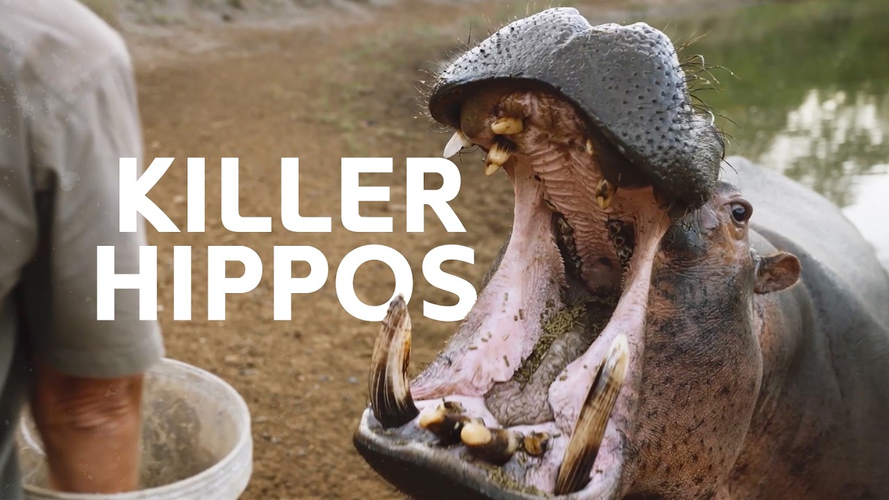 HIPPOS VS HUMANS | Africa's Deadliest Predators | Carters WAR