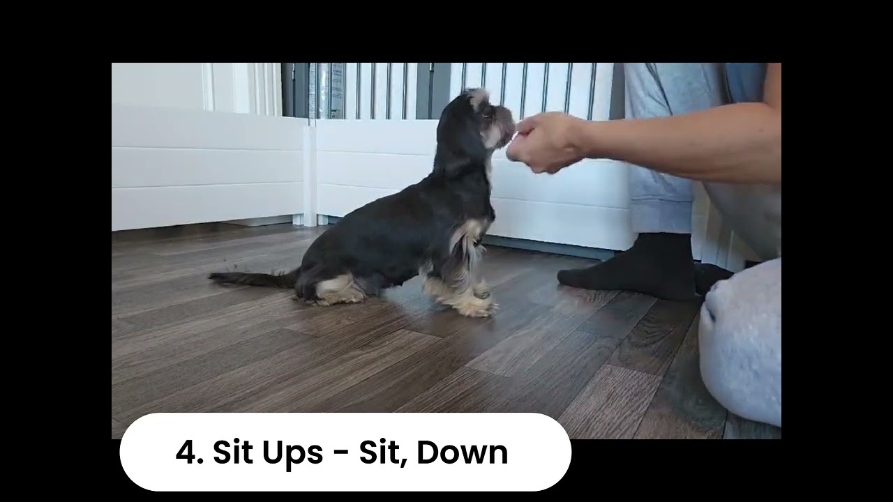 Chimera's Dejavu - AKC Trick Dog Title NOVICE Video Submission
