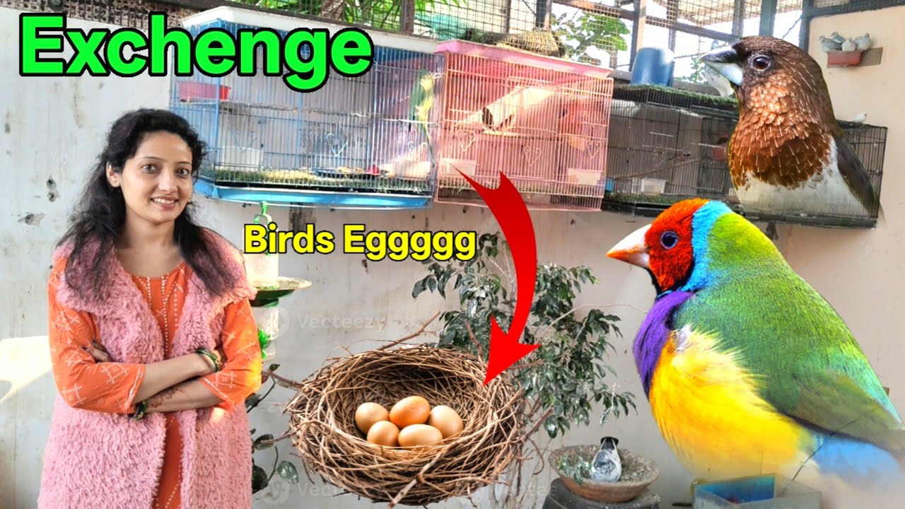 gouldian finch ke ande bengali finches se exchange kar diye 🤔🐦 || exotic finches ||