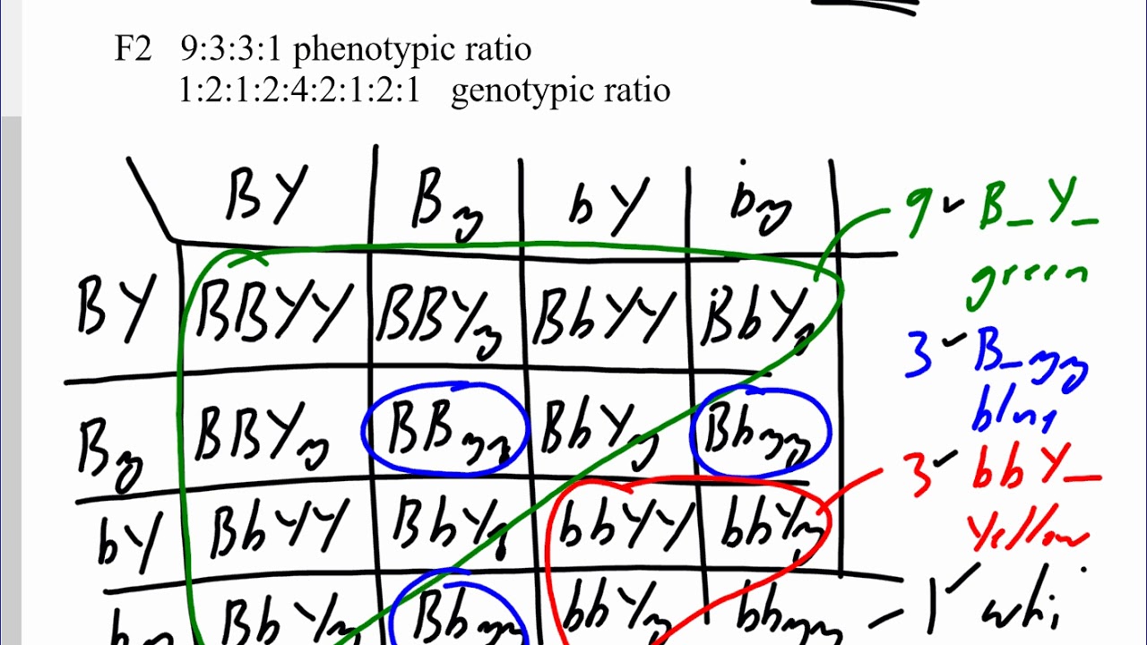 Mr. Walker's Biology 30: Polygenic Traits and Epistatic Interactions