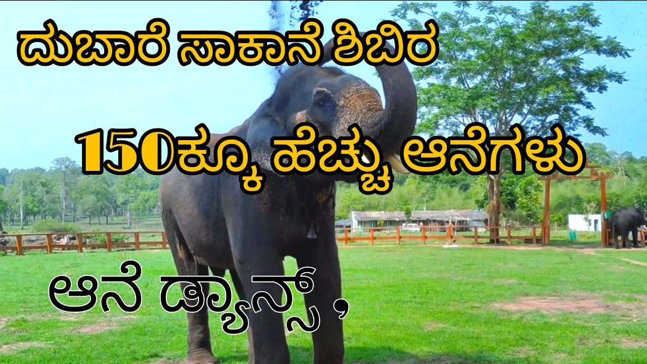 Dubare elephant camp || elephant dance, exercise, bathing, || more than 150 elephants