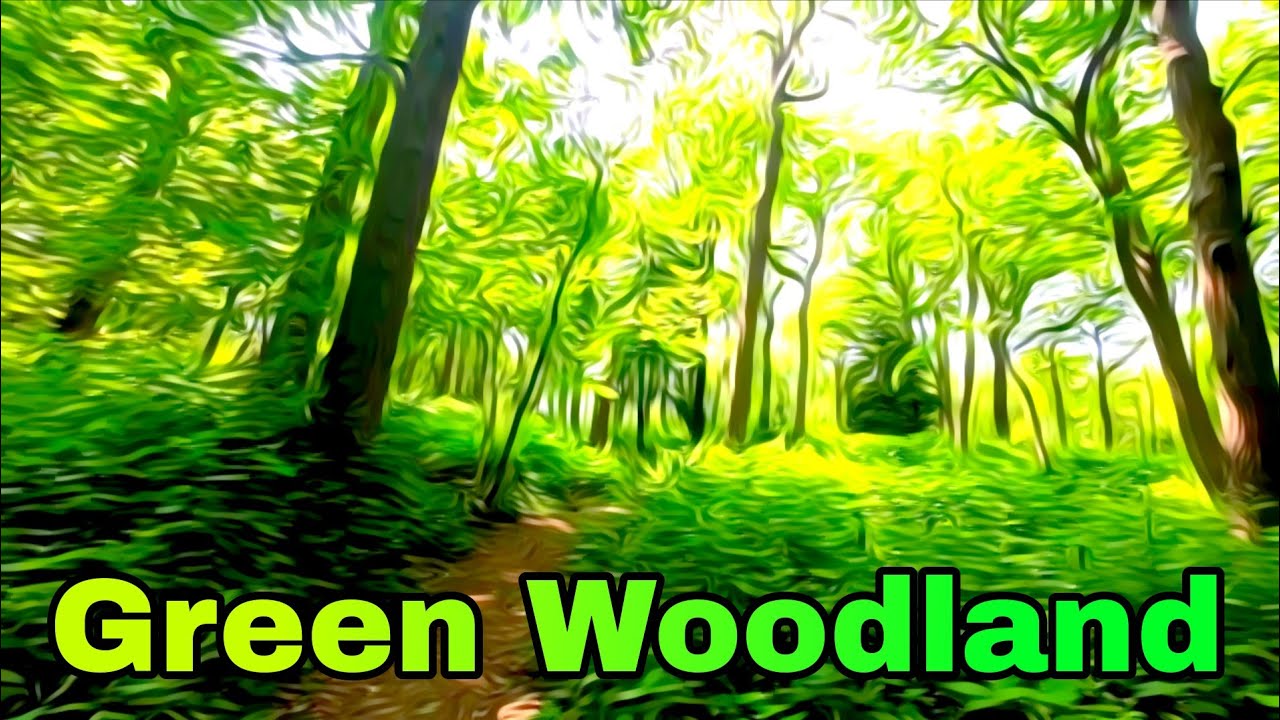 Green Woodland Walk #mindfulnesswalk #tree #forest #forestbathing #4k