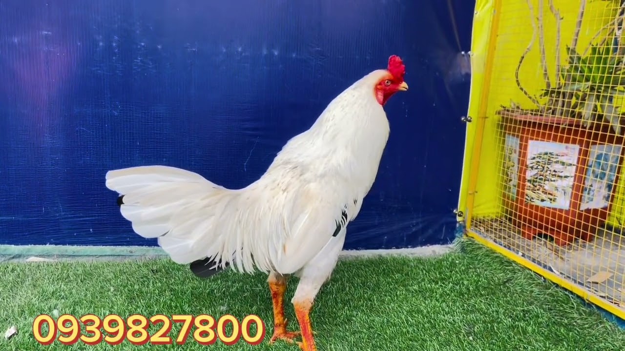 #top 3 supper VIP ngày 19/01 ae quan tâm Lh #traigaduyenti #traigahungcantho #traigatiengiang 