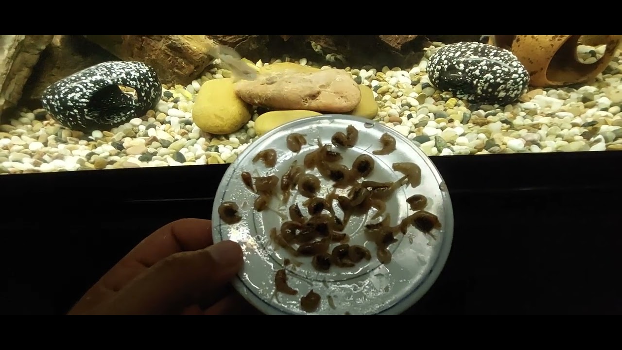 تغذية السيكلد الافريقي @mohamedomar1314-c8f