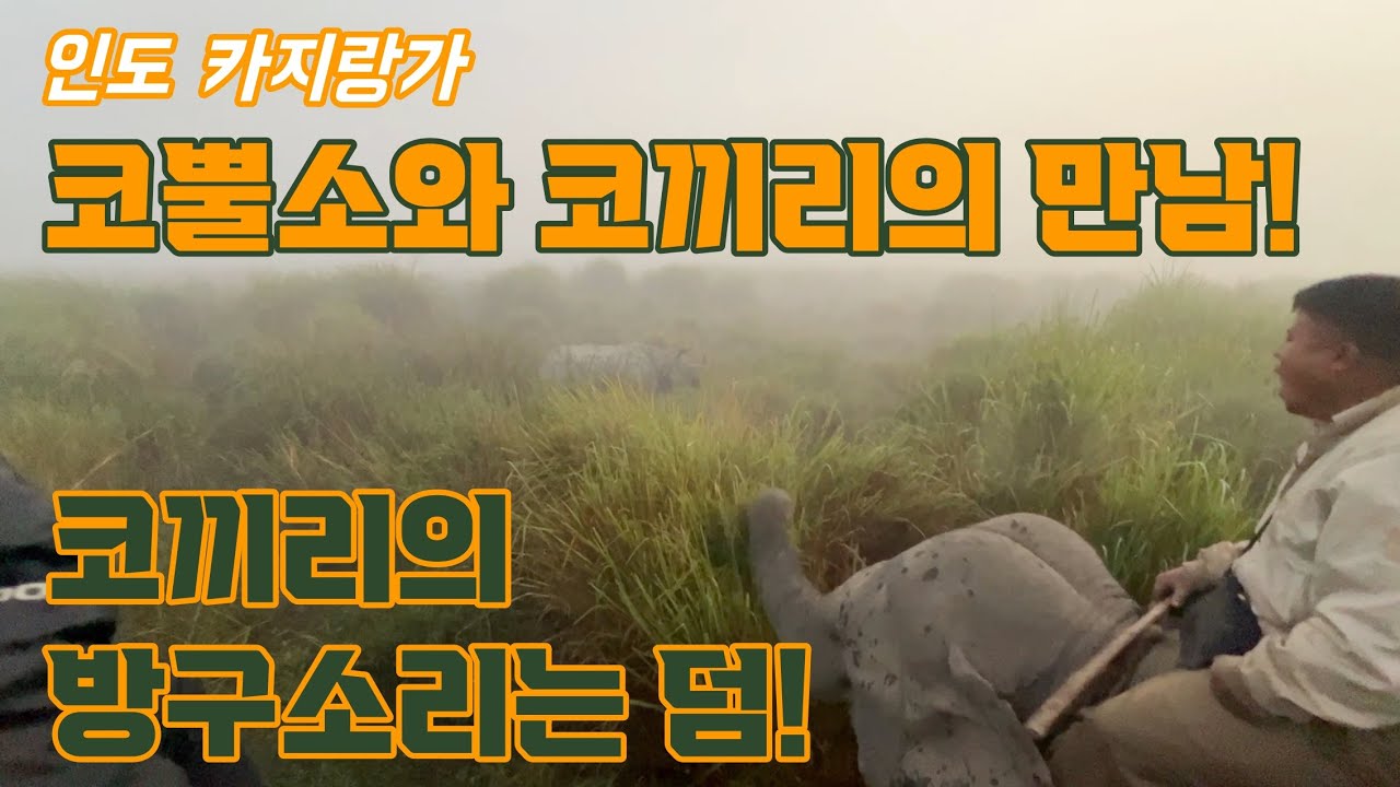 실롱에서 카지랑가 국립 공원까지!  사파리 투어 가격이 후덜덜~ 하지만 감동 가득한 코끼리타고 코뿔소 보기,(인도 배낭여행 태국은 덤 15)
