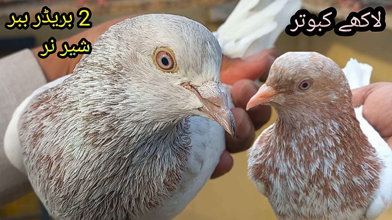 Lakhy kabotar or golden kabotar ||Rana kasuri pigeon ||03216594731whtsapp ||location kasur ||