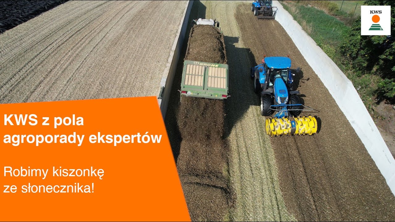 Robimy kiszonkę  ze słonecznika! / KWS z pola AGROPORADY EKSPERTÓW