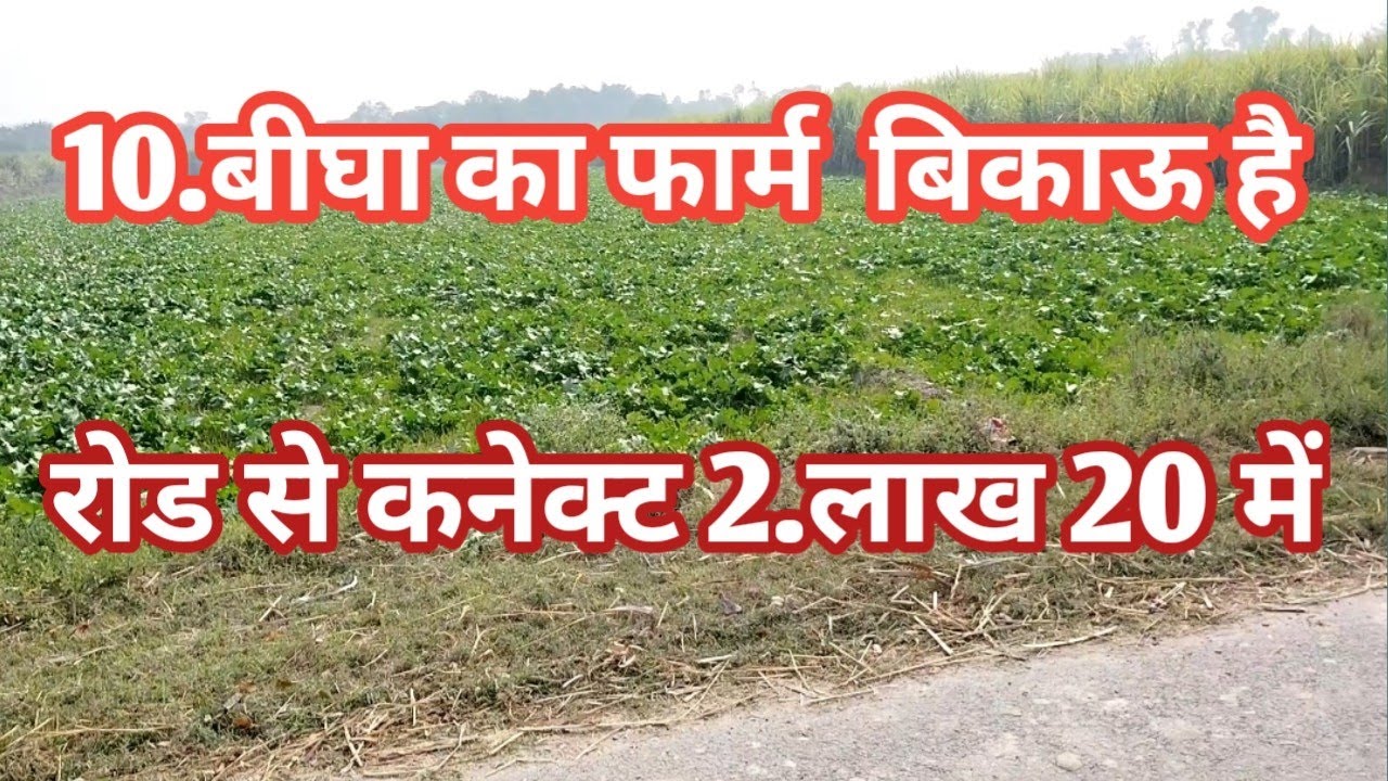 2.लाख 20 हजार रुपया प्रति बीघा बिकाऊ है रोड से कनेक्ट 10 बीघा जमीन agriculture land for sale