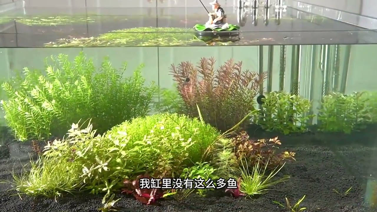 控制水草缸不長藻或者很少長藻的條件 控制水草缸不長藻或者很少長藻的條件
