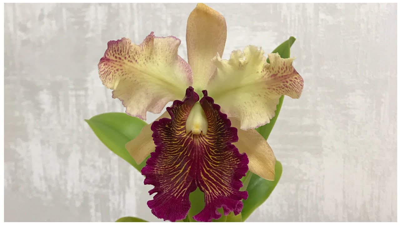Cattleya dowiana 'Rosea' x SELF, или как вырастить и зацвести довиану!