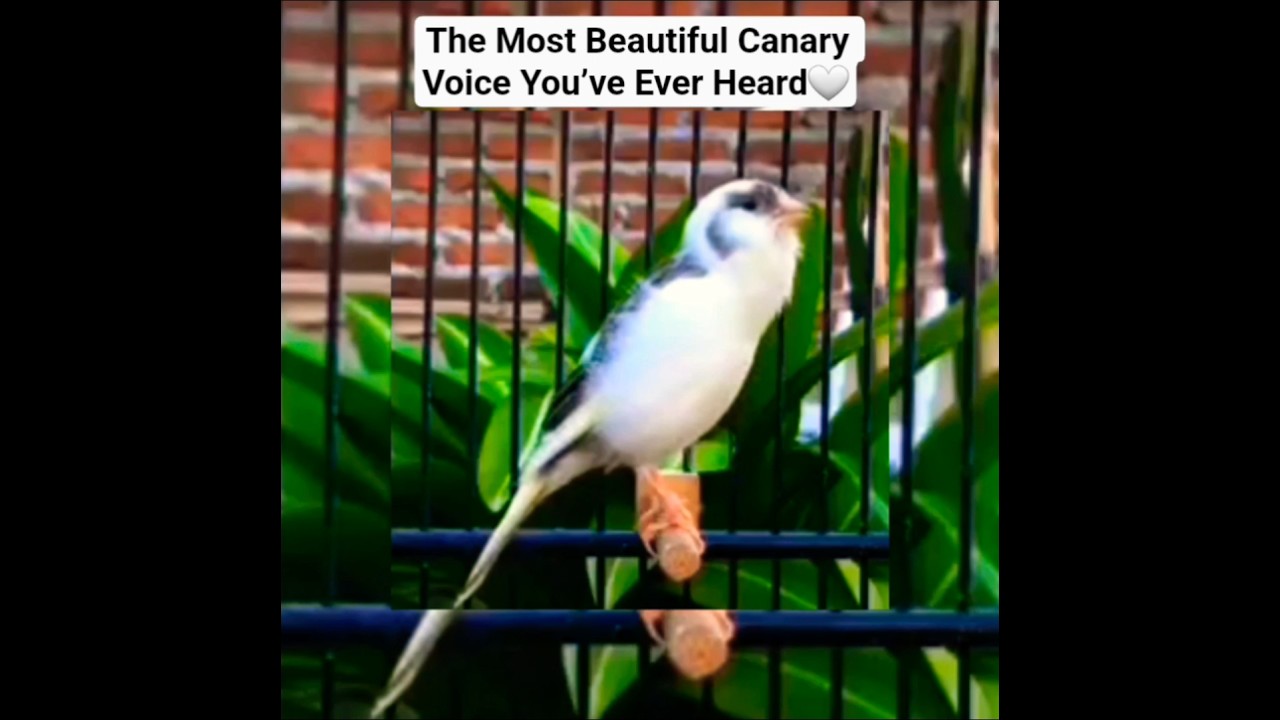 The Power of This Canary Voice!✨️🤍 