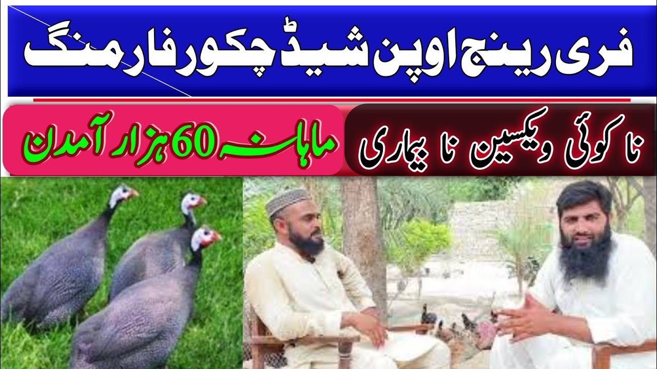 Chakor Farming In pakistan Profitable business 2021