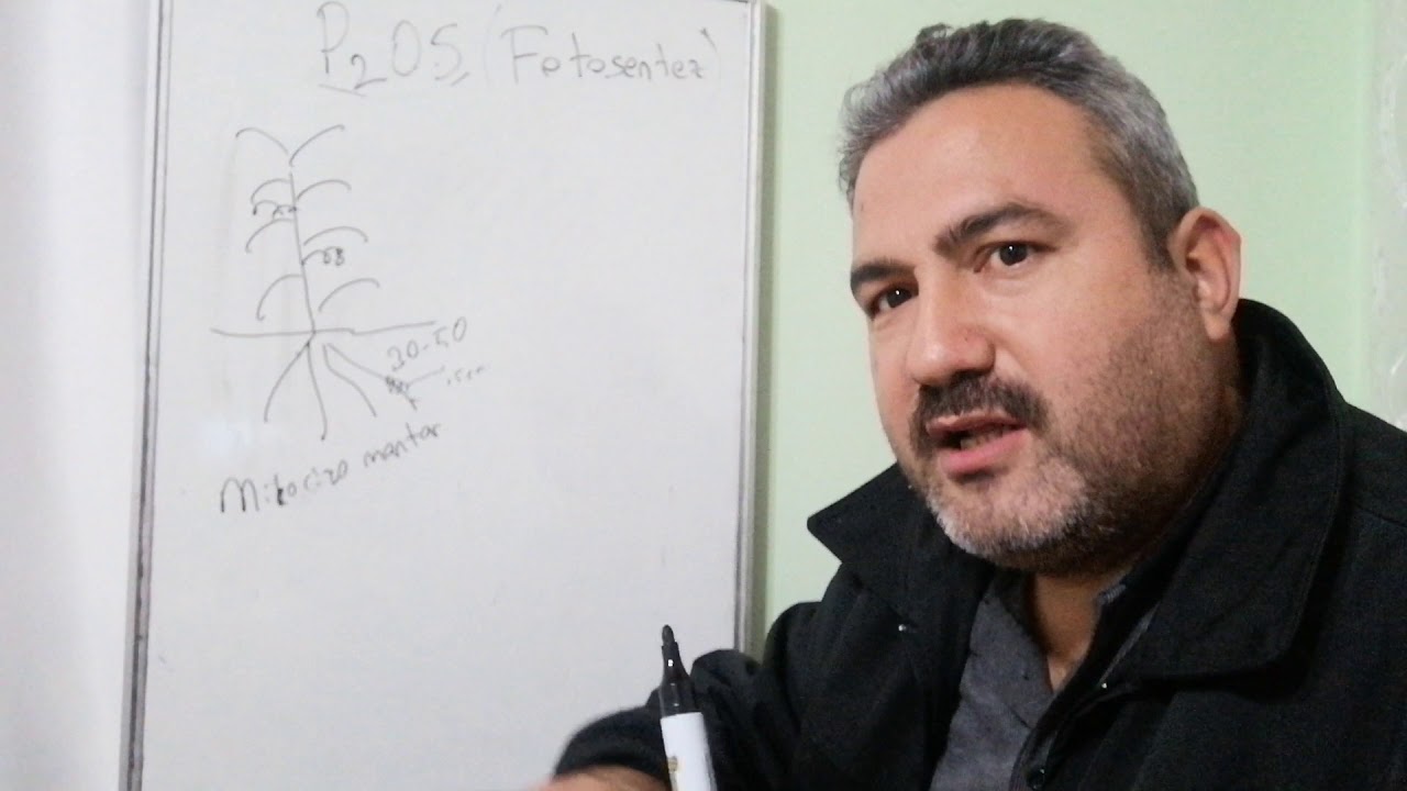 Fosfor, fosfor kaynakları, mikoriza mantar ve homeostatik etki