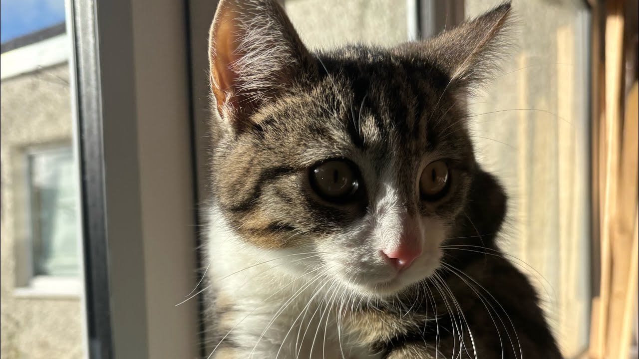 MORNING HOURS ASMR WITH MY CATS!! 