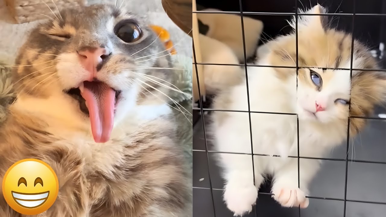 Funniest Cats 2025 – 10 Minutes of Viral Laughter!