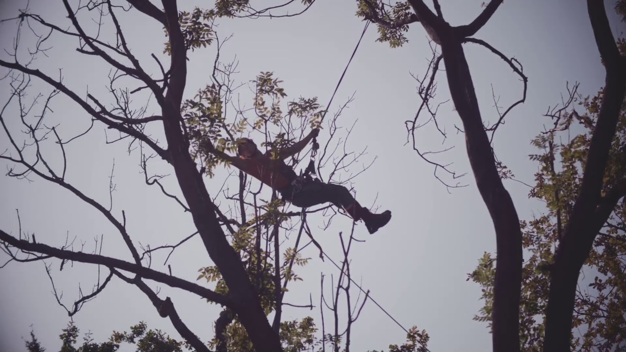 Pielęgnacja drzew metodą wspinaczkową