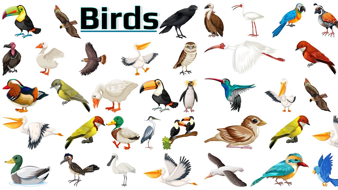 Birds Name II  Birds Name in English II Birds, Reptiles, Amphibians & Fish II Kids vocabulary II