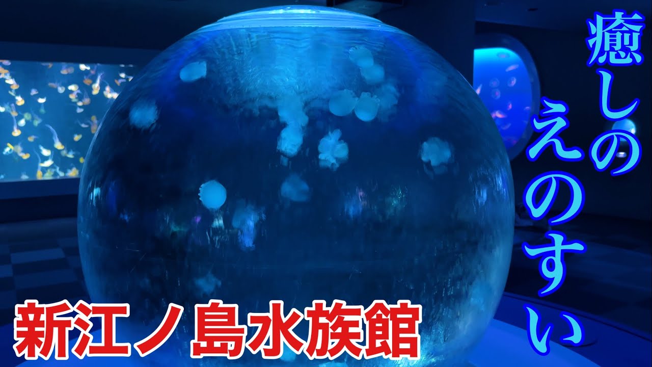 湘南にあるお洒落スポット 新江ノ島水族館に入ってみた(結論：素晴らしかった)