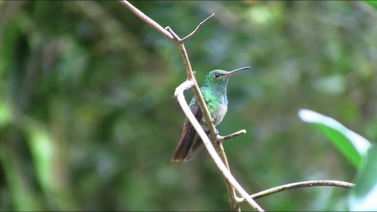 Birds of Tirimbina Rainforest Center, Costa Rica (Jan. 2012)