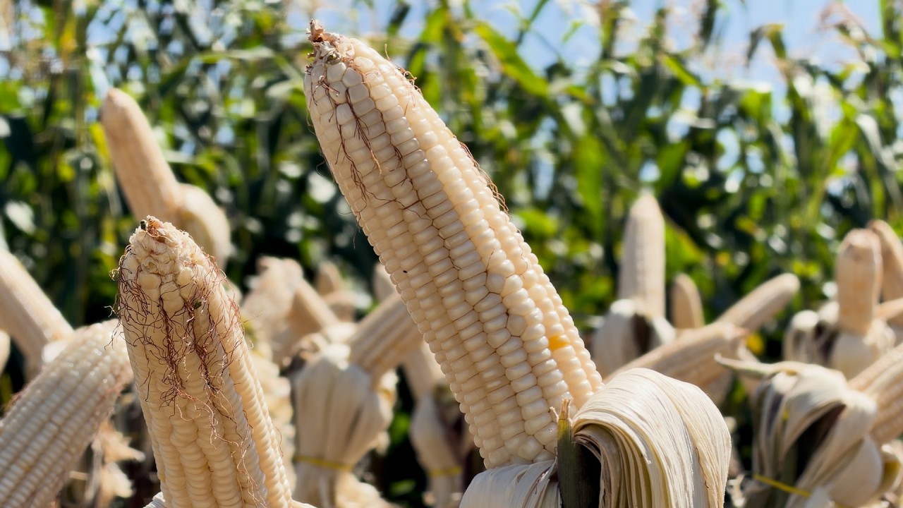 IDR/Paraná lança nova cultivar de milho branco no Show Rural 2026
