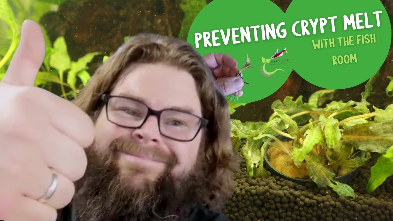 How to avoid crypt melt #crypt #aquaticplants #cryptmelt #aquarium #tropicalfish #plantedaquarium