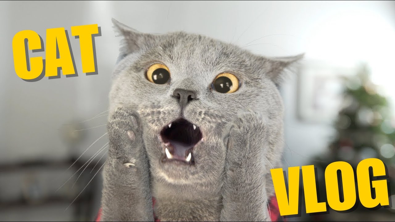 IS MY CAT A GENIUS?! SHOCKING TRICKS SHE TAUGHT HERSELF!