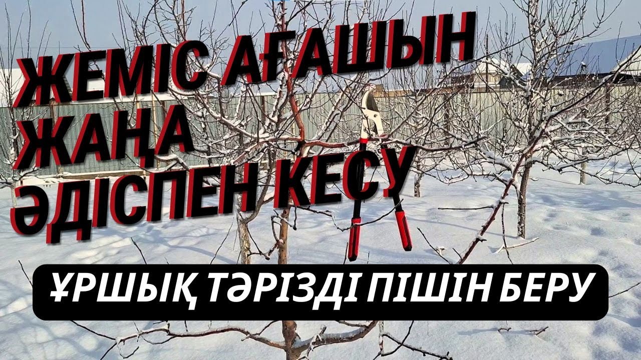 АЛМА АҒАШЫН ЖАҢАША ӘДІСПЕН КЕСУ, ұршық тәрізді пішіндеу