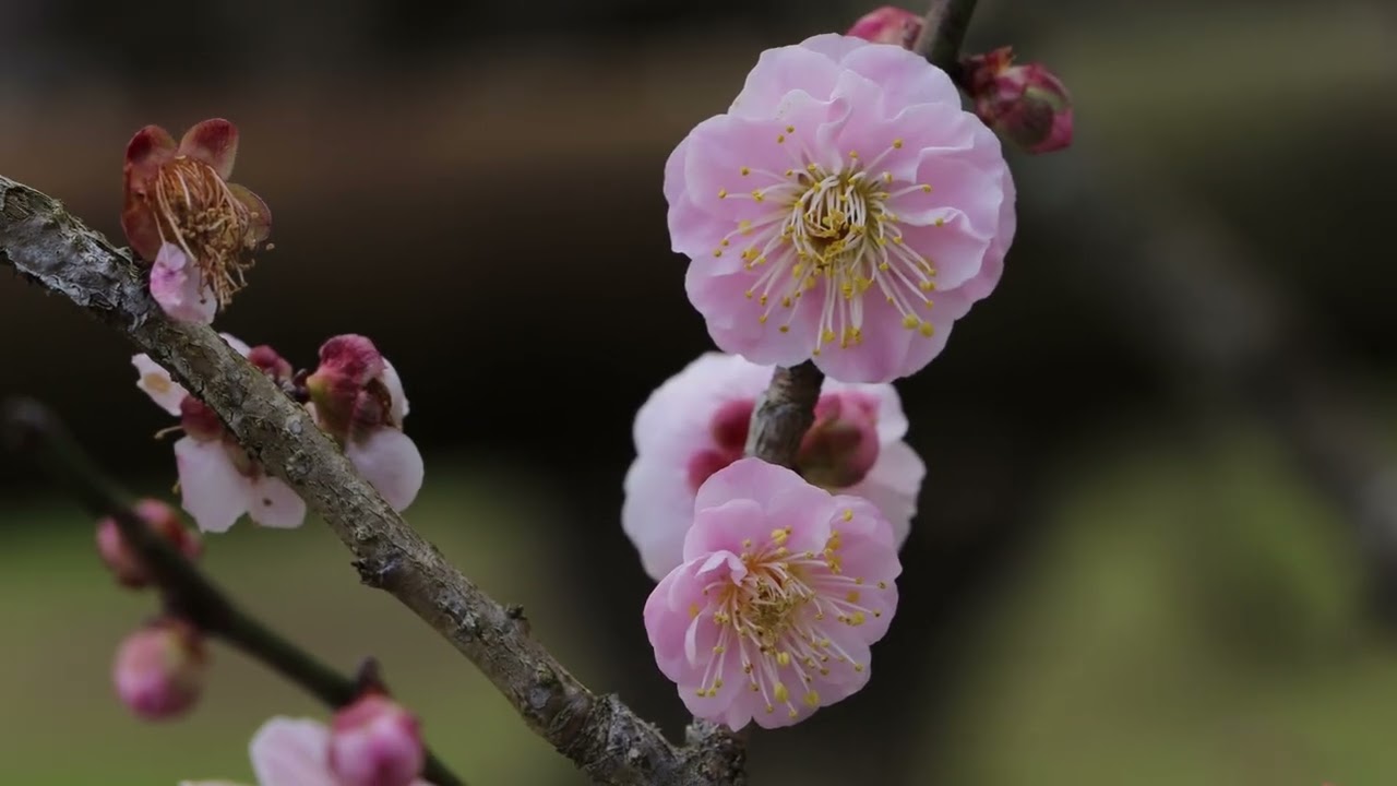 【令和八年】２０２６年２月２６日 鹿児島県薩摩川内市東郷町『藤川天神』の小春日和の臥龍梅（七分咲き）