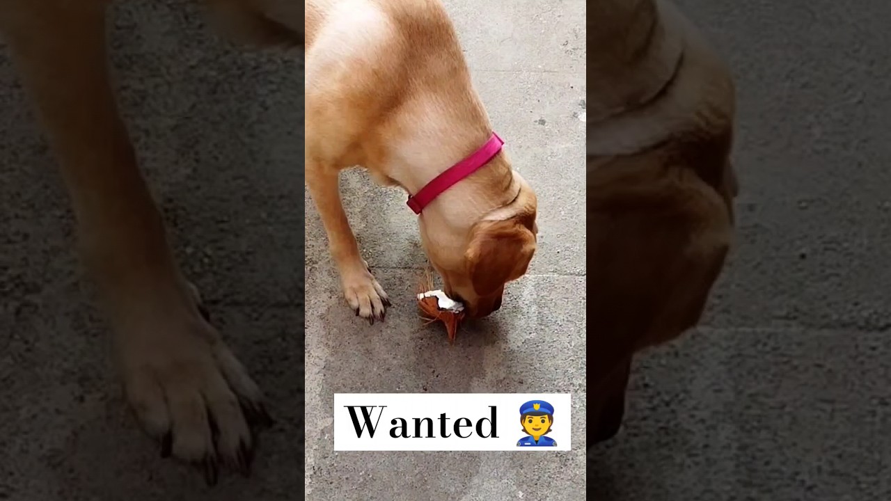 why police wanted my dog what she theft 😍 