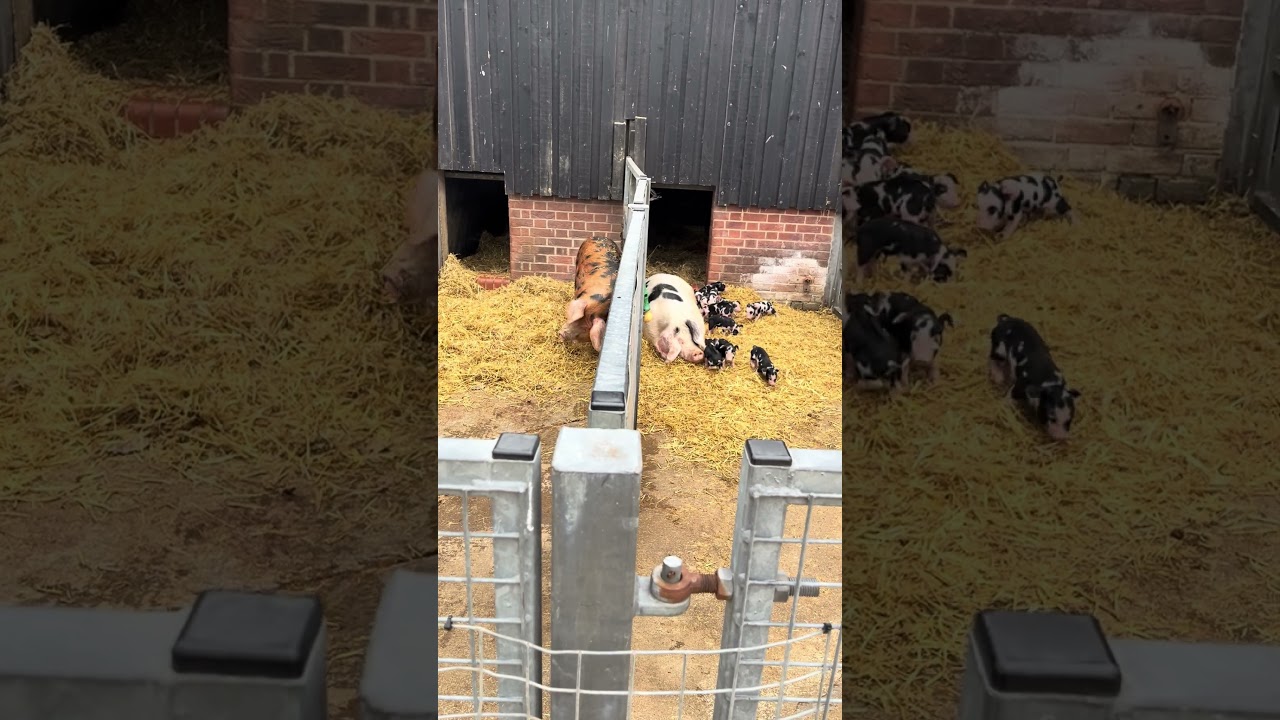 Pigs at Wimpole estate