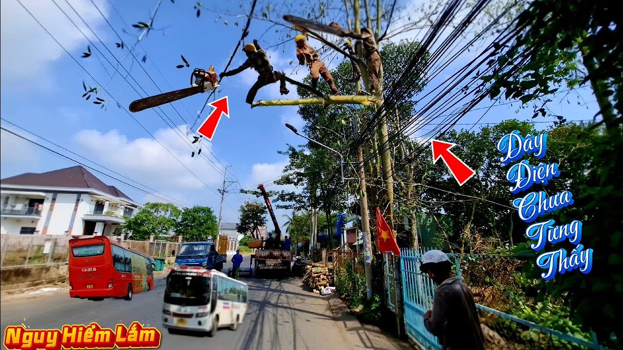 Cưa cây Cotton um tùm dây điện / Cutting down the kapok tree overgrown with electrical wires. | P206