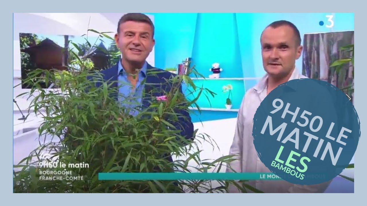 Des bambous dans votre jardin