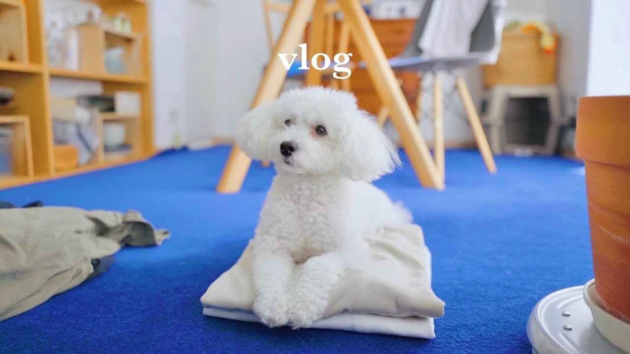 День из жизни той-пуделя｜ Восхитительное поведение с утра до вечера