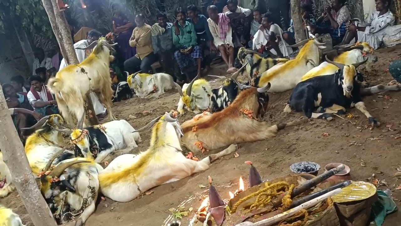 Bonu vari gangamma thalli gavu sambaralu B Krishna chaduvu