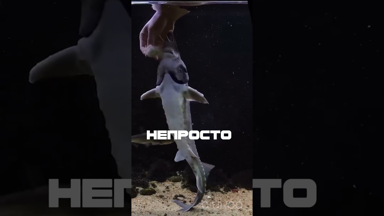 Бестер. Идеальная рыба! Гибрид белуги и стерляди. #чернаяикра #акваферма #бестер #белуга