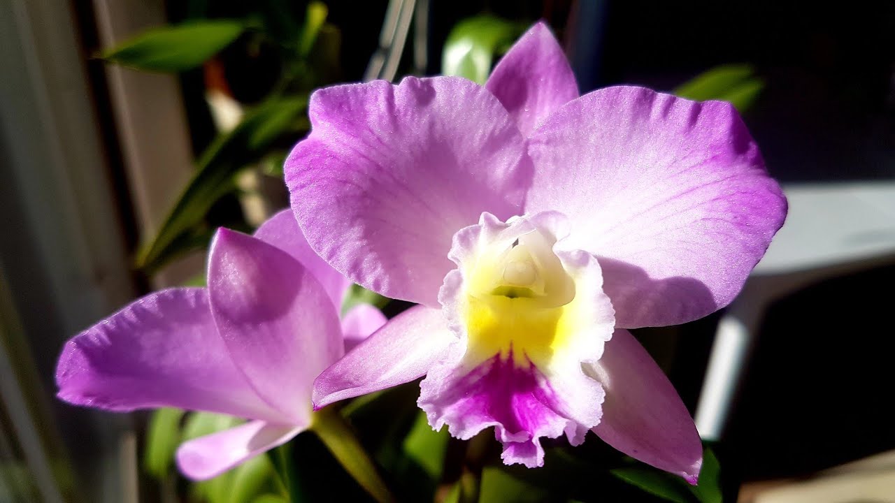 卡特兰圣诞玫瑰第二次开花 Ctt. Doris and Byron ' Christmas Rose'