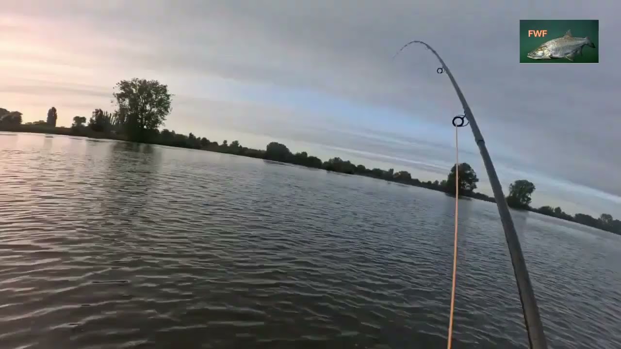 Maas Roofblei Vliegvissen Fly Fishing 60 Seconds