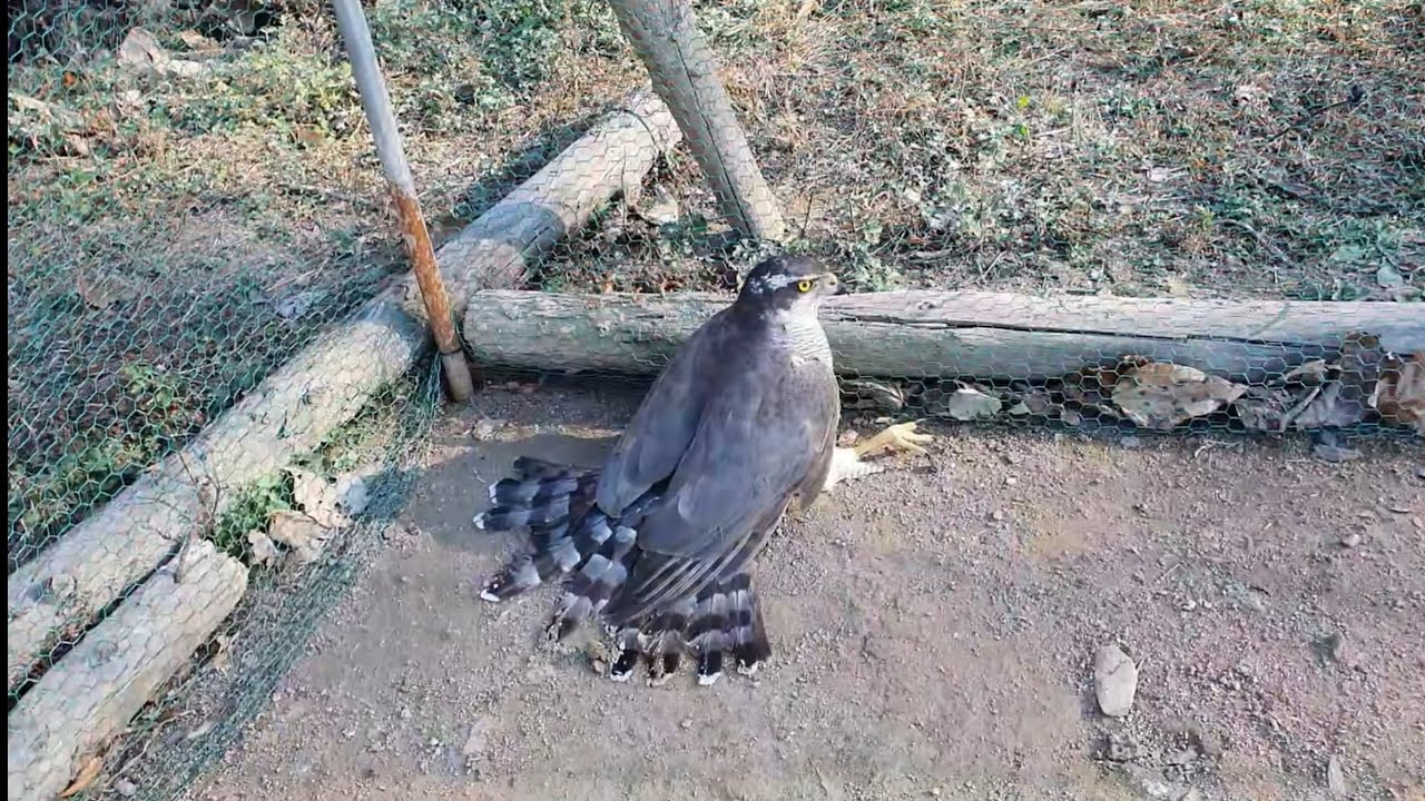 참매 닭7마리 죽인 범인 닭장 속에   들어왔어요 느타리버섯 산행 대박 Arrested the killer of seven chickens. 鶏7羽殺した犯人、鶏小屋に入ってきました