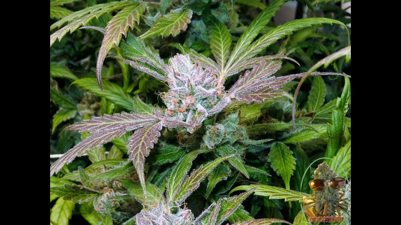 BANANA BREATH AND FRIENDS DAY 56