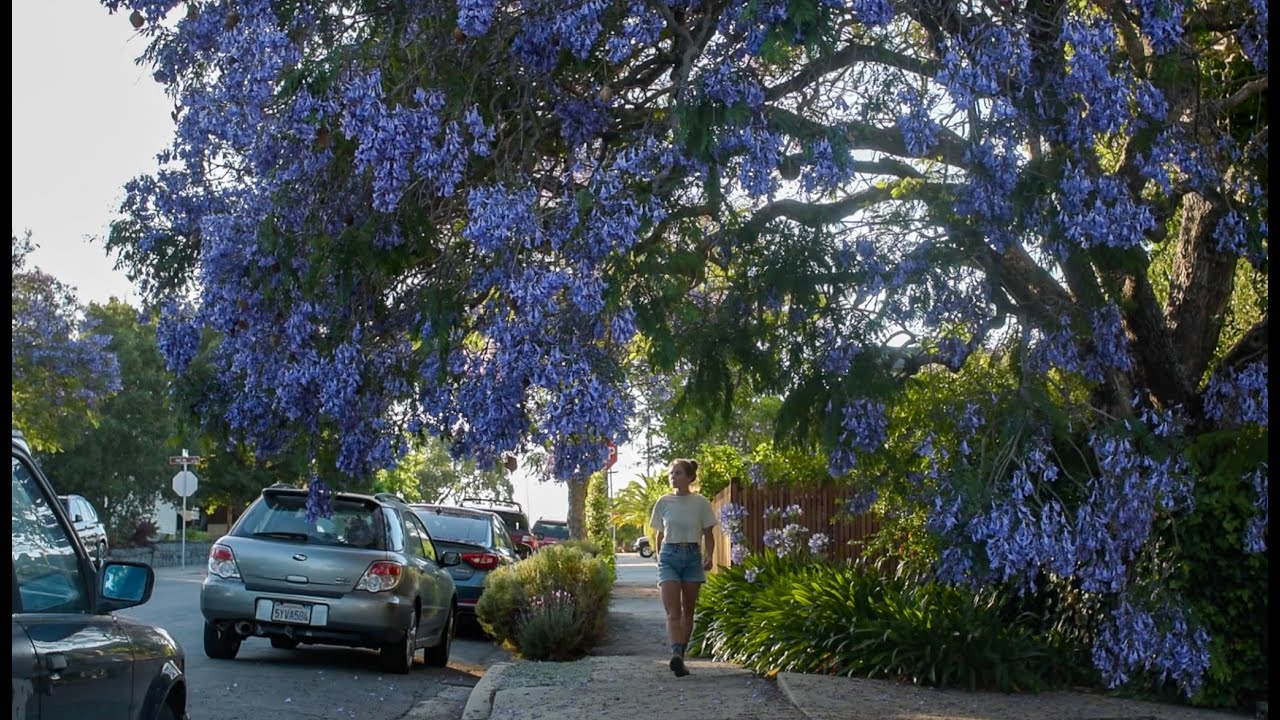 How to grow Jacaranda mimosifolia | This tree was HUGE!