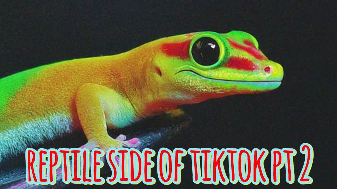 Reptile side of tiktok pt2