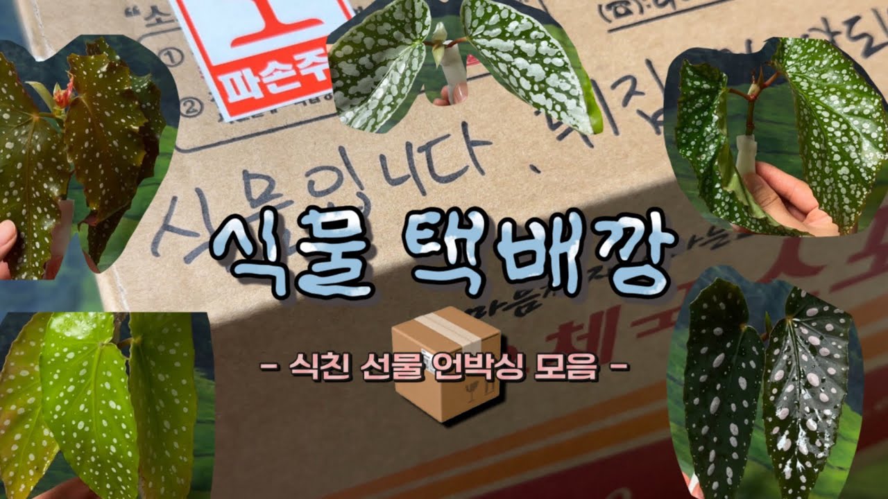 [식물vlog] 식물 택배깡📦 | 식친들 선물 언박싱 모음.zip | 하늘 아래 같은 땡땡이는 없다❤️‍🔥
