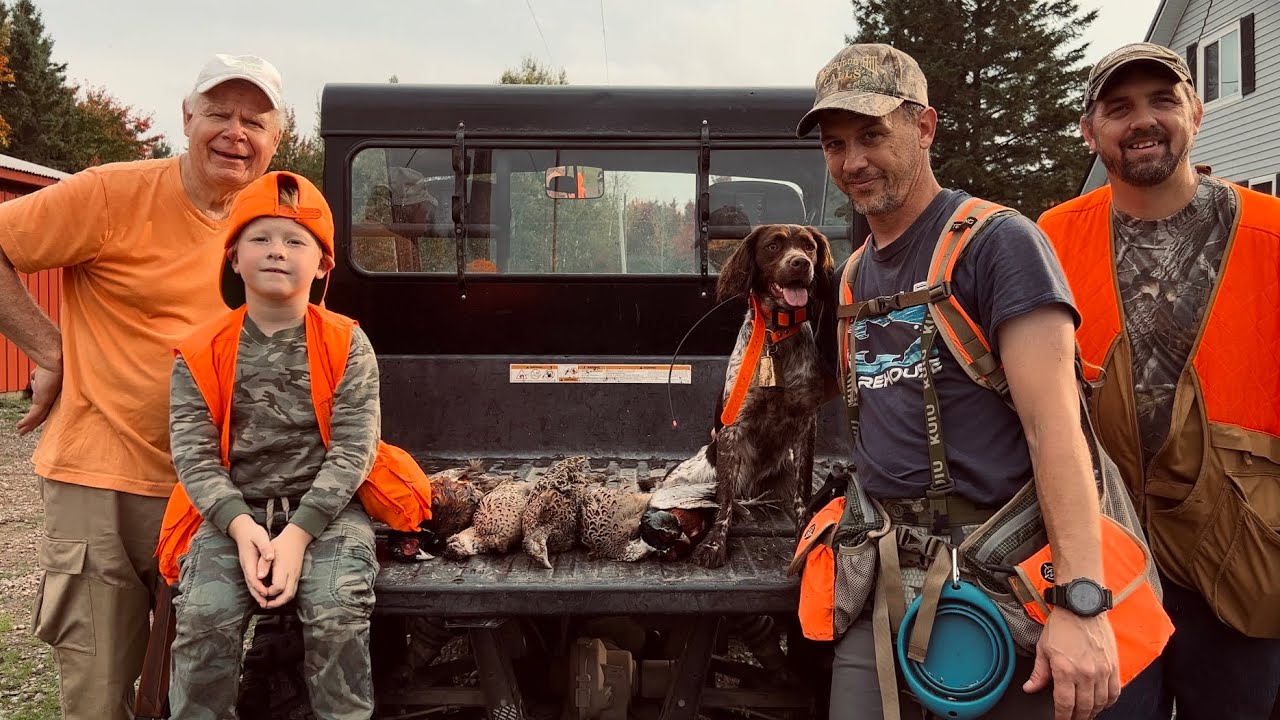 Young Brittany Spaniel Pheasant Hunt